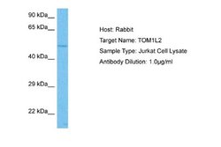 TOM1L2 Antibody, Novus Biologicals 100 &mu;L; Unconjugated:Antibodies,